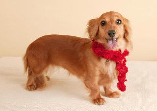 沼津市三島市富士市ペット探偵‐東海リサーチは、大切な家族である犬や猫などペットの迷子行方捜索を行なう沼津市のペット探偵事務所です。