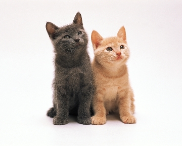 沼津市富士市三島市伊東市熱海市裾野市御殿場市伊豆の国市などのペット捜索は沼津市のペット探偵東海リサーチ